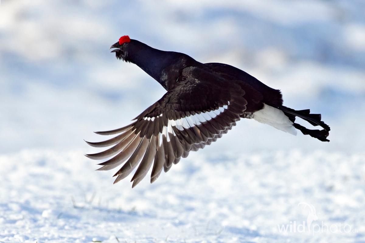 Bild des Monats FEBRUAR